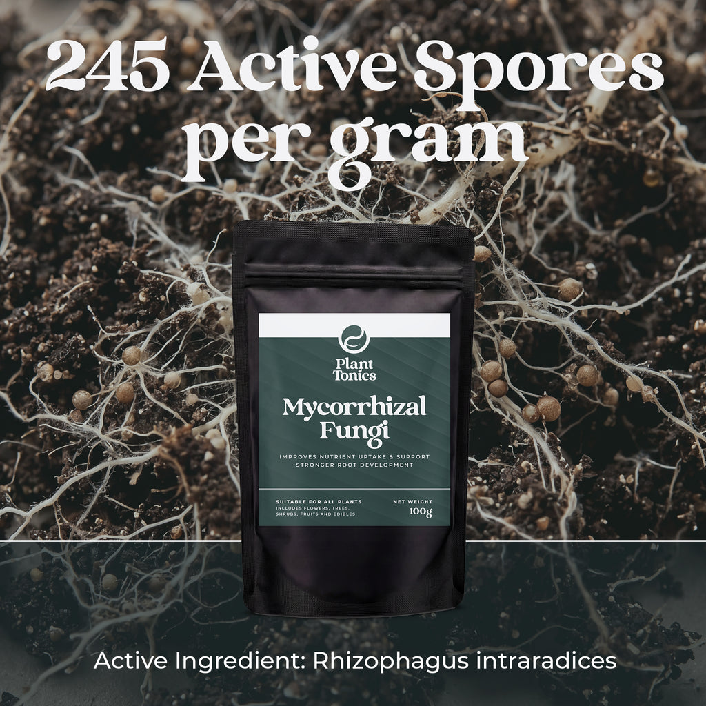 Mycorrhizal Fungi Natural Root Growth