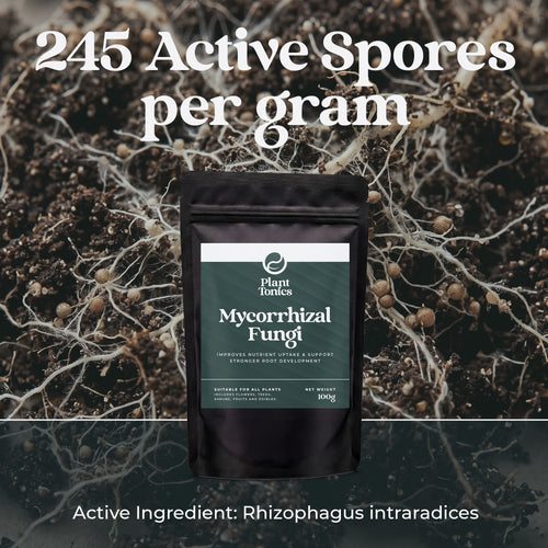 Mycorrhizal Fungi Natural Root Growth