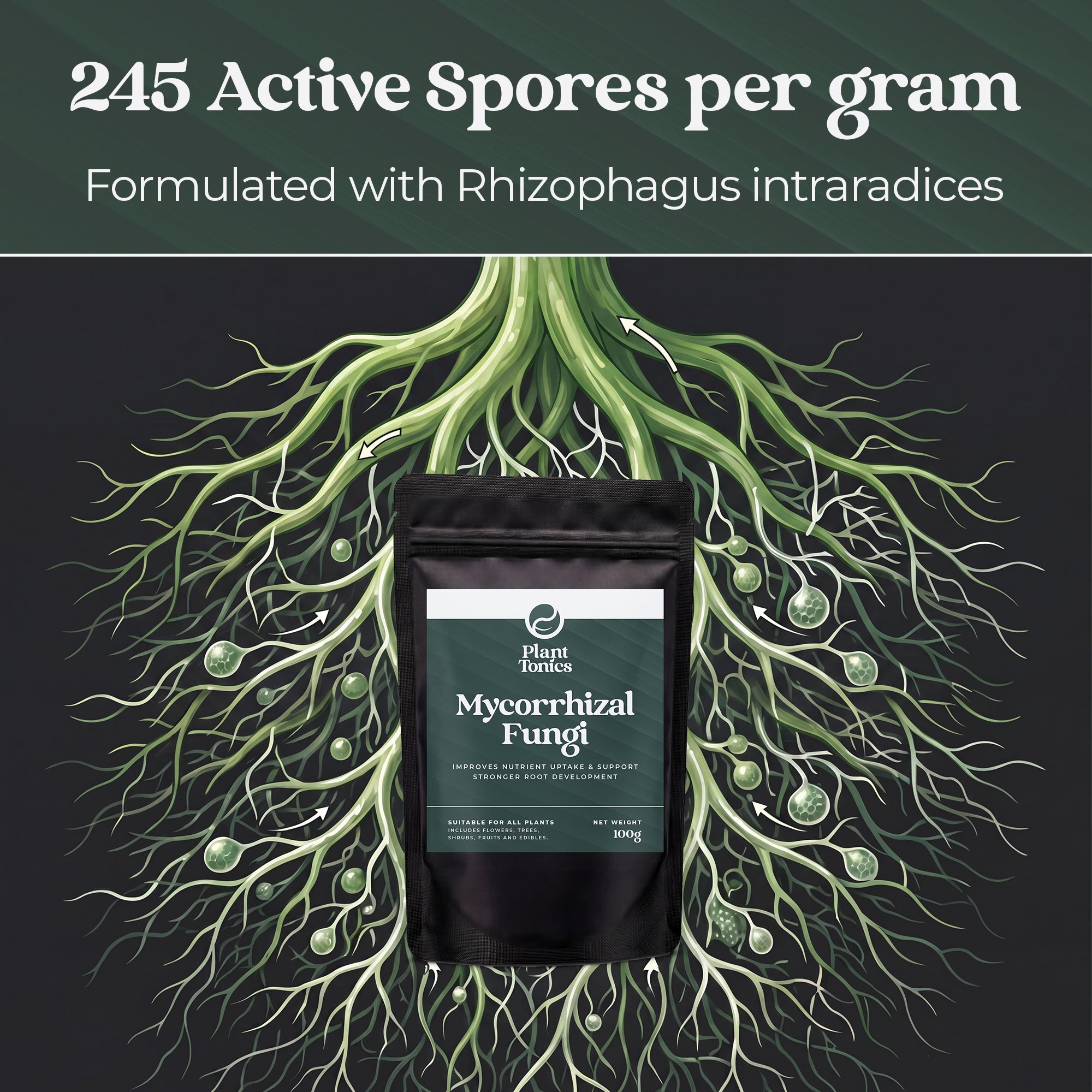Mycorrhizal Fungi Natural Root Growth