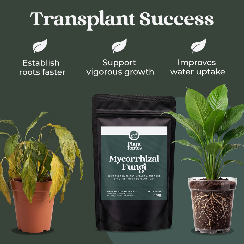 Mycorrhizal Fungi Natural Root Growth
