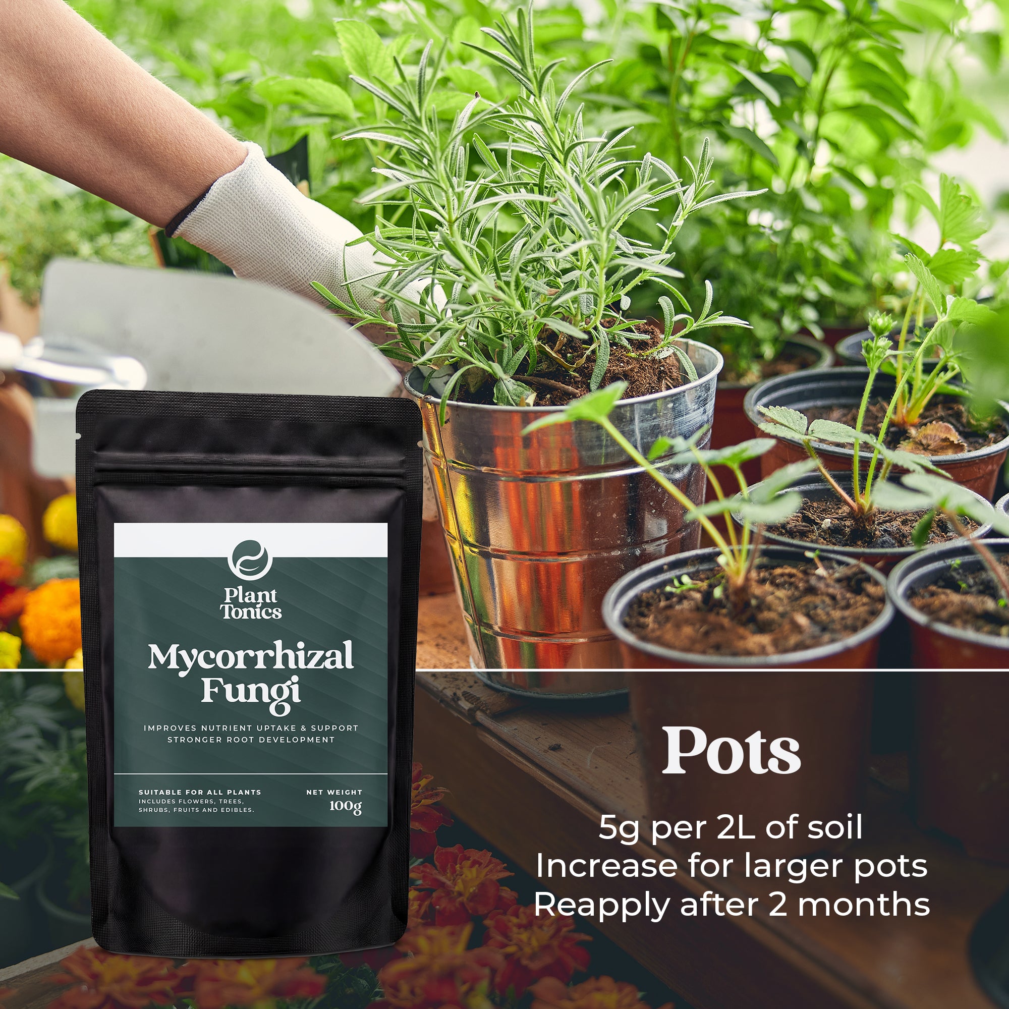 Mycorrhizal Fungi Natural Root Growth