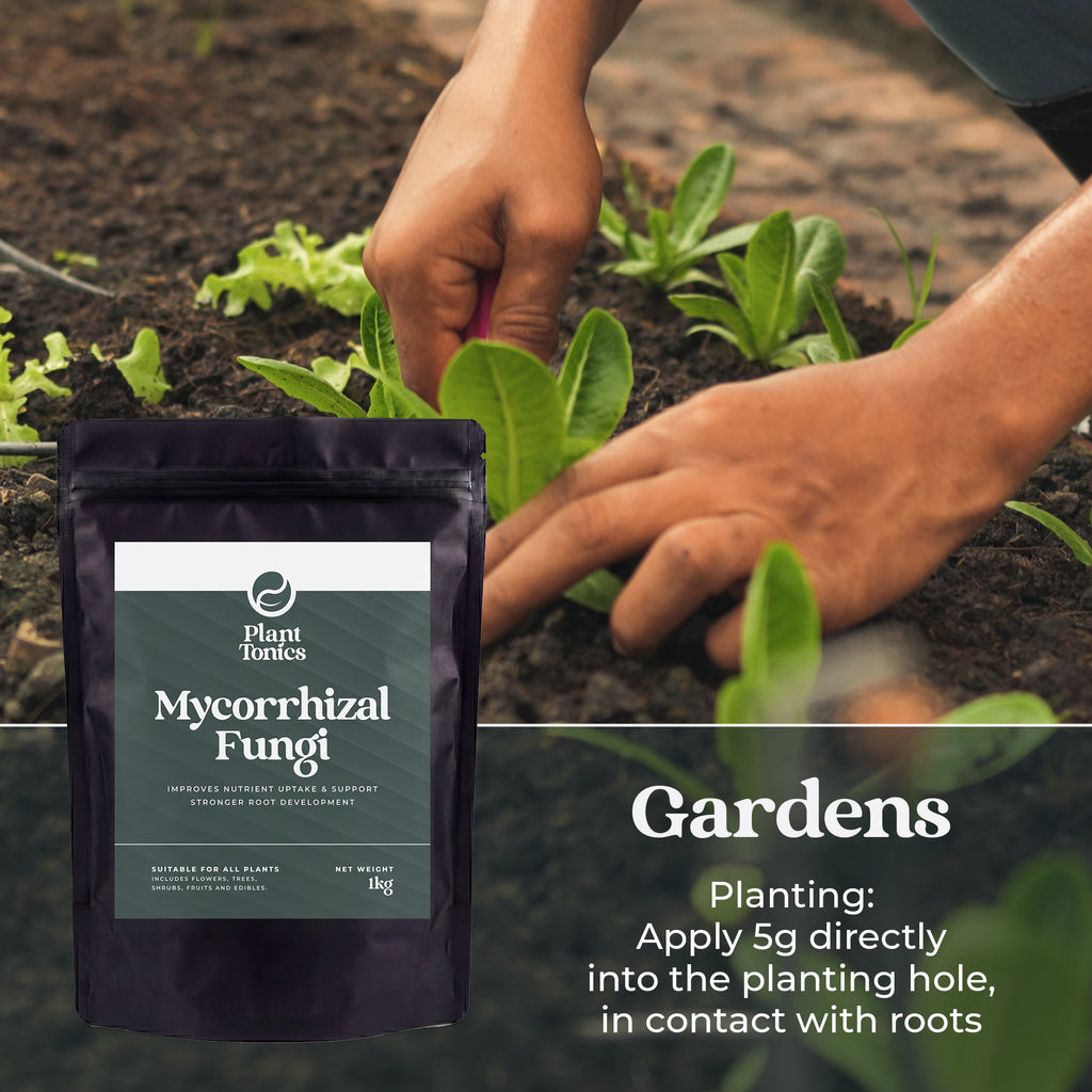 Mycorrhizal Fungi Natural Root Growth