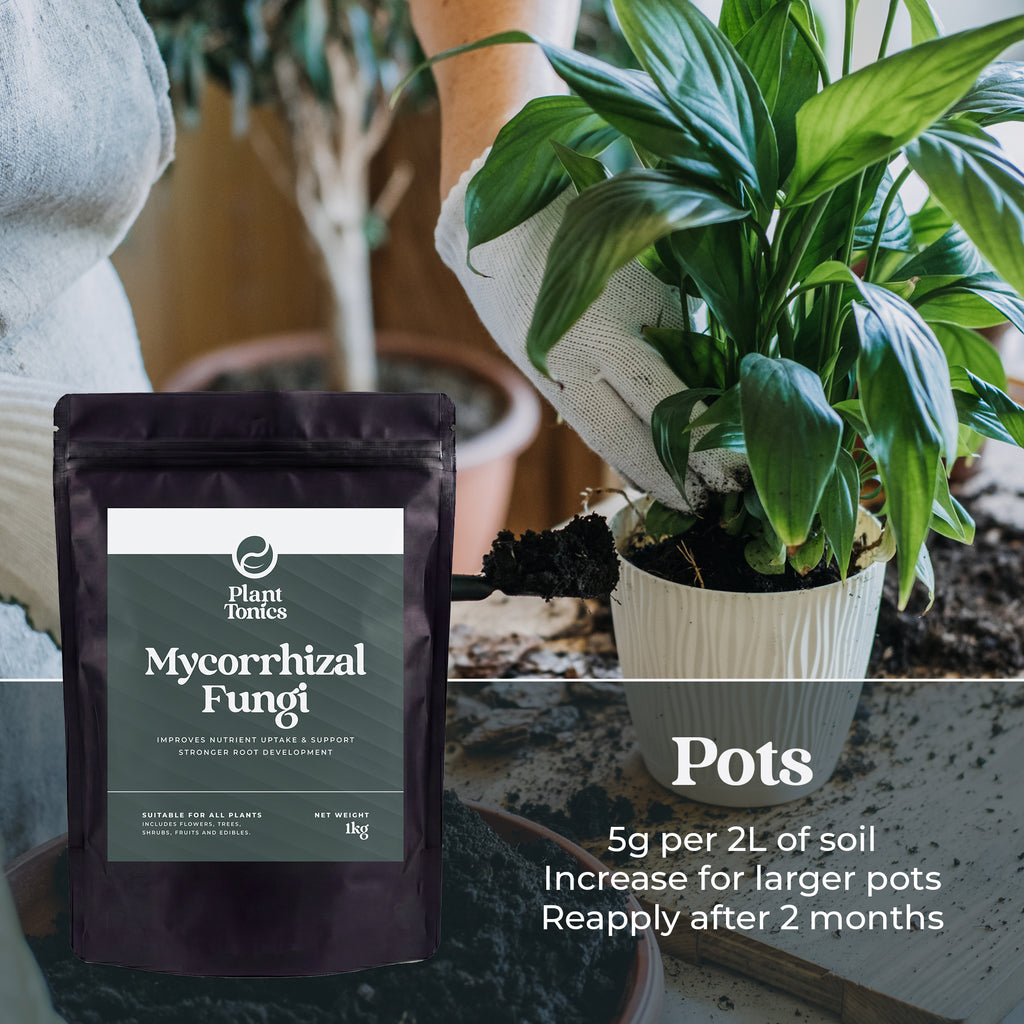 Mycorrhizal Fungi Natural Root Growth