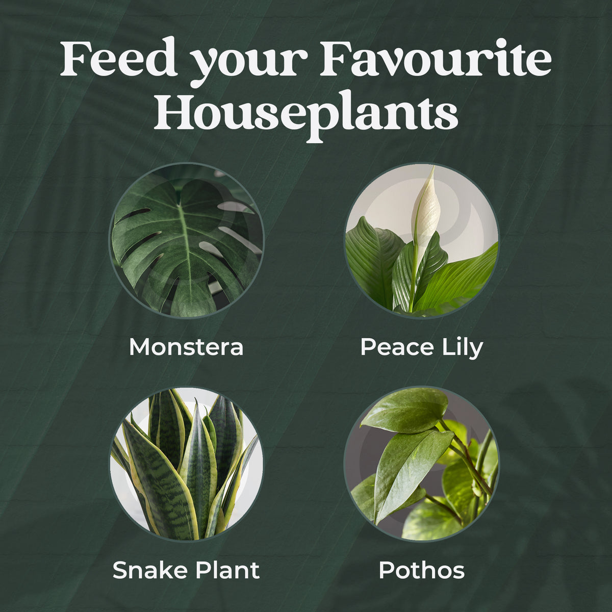Plant Tonics House Plant Feed ready-to-use 300ml houseplant fertiliser spray