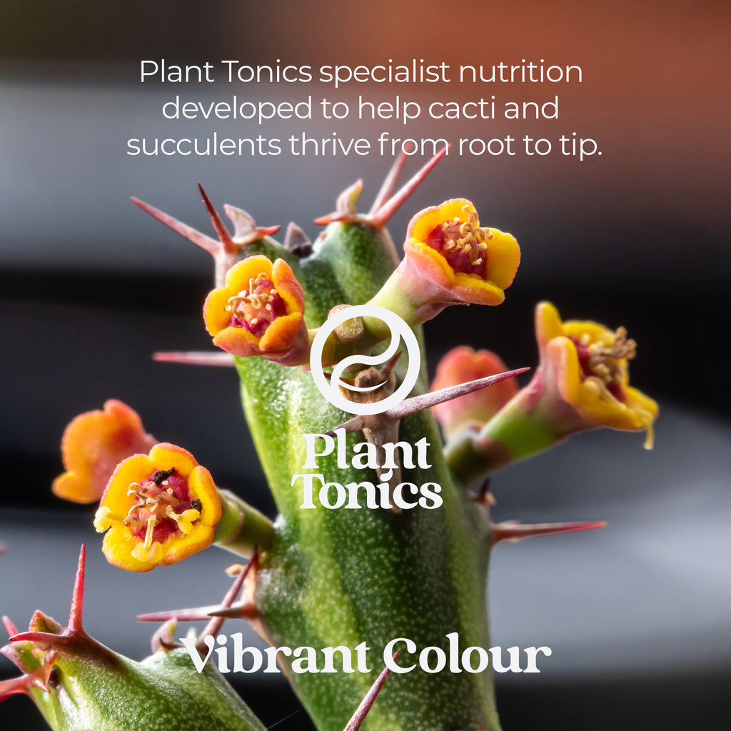 Cactus Feed Spray