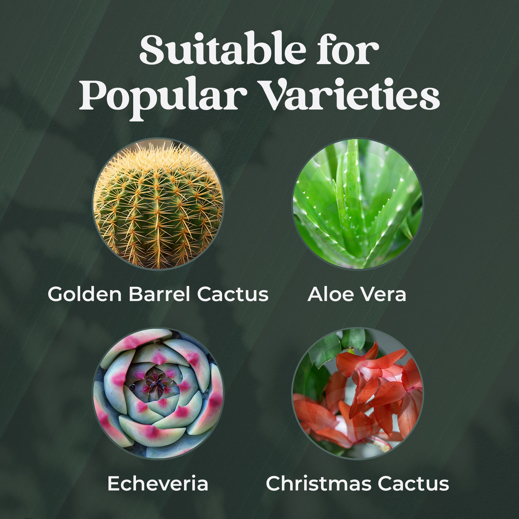 Cactus Feed Spray