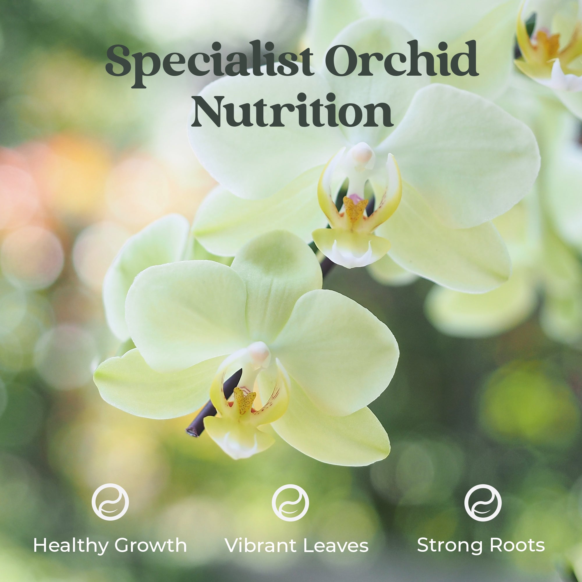 Plant Tonics Orchid Feed ready-to-use 300ml orchid fertiliser spray