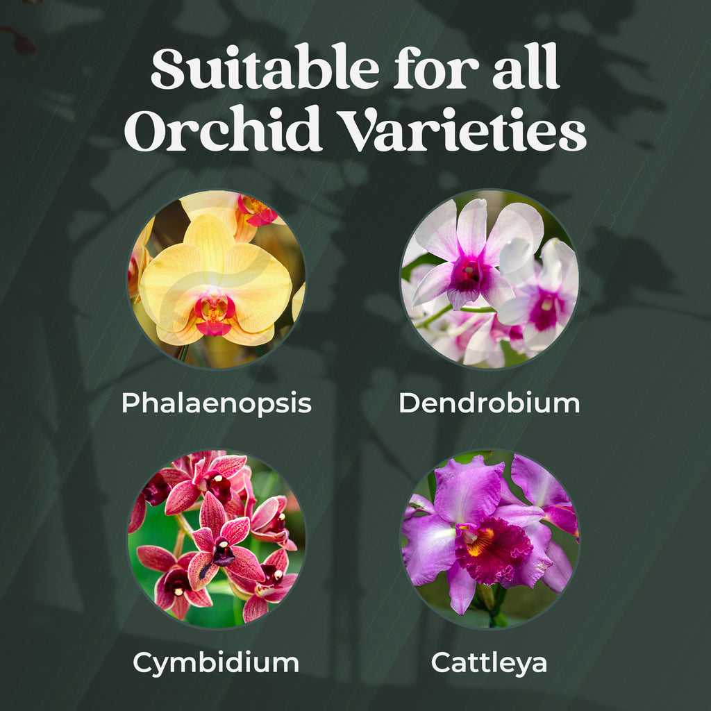 Plant Tonics Orchid Feed ready-to-use 300ml orchid fertiliser spray